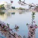 Peak Bloom Expected This Weekend For Cherry Blossoms