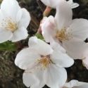 LISTEN: National Park Service’s MIKE LITTERST Previewed The Bloom Date Of The Cherry Blossoms In D.C.