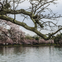 Cherry Blossom Peak Bloom Pushed to March 19-22